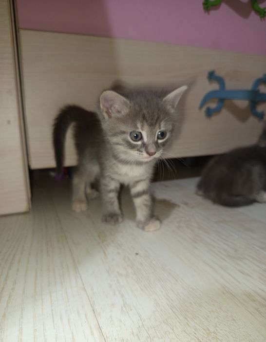 Подарявам котета