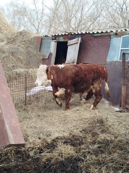 Продам бычка ...