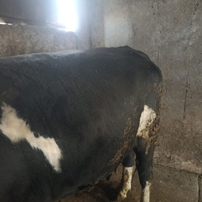 продам  2 быков  .