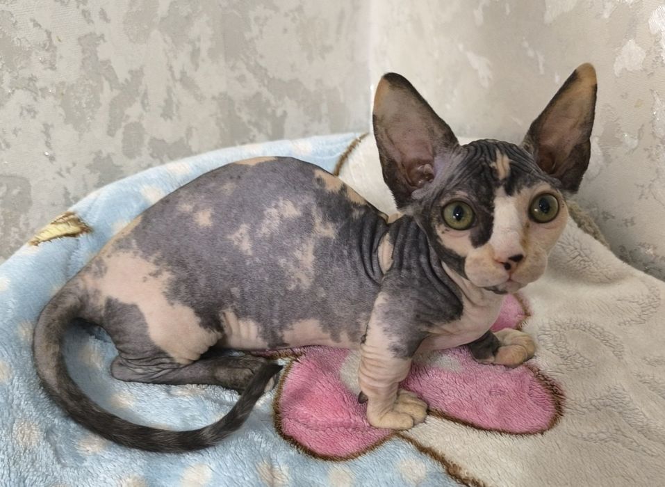 Продаются девочки бамбино шорт. И один мальчик