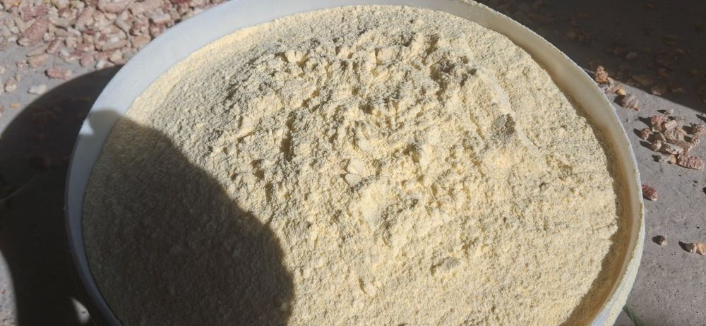 Маккажўхори уни бор