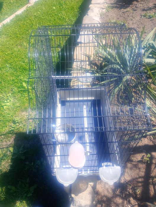 Coliviei pentru papagalii