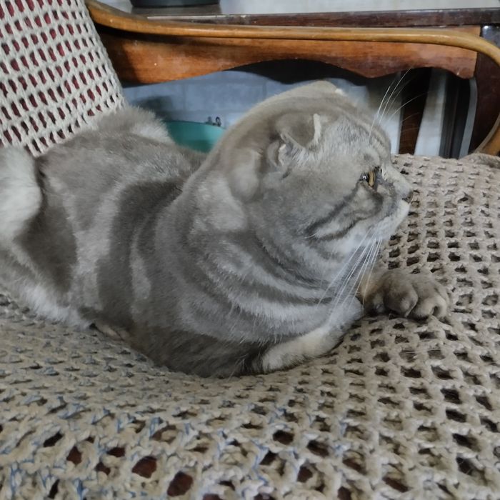 Шотландский вислоухий котик