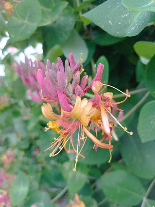 Iasomie alba, galbena, roz la ghiveci cu crestere rapida