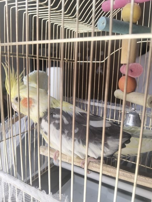 Продаётся попугайчик