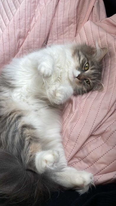 Женска котка на 4г.