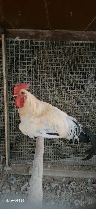 Kurka sotiladi. Adler sariq oyoq toza zot oila sotiladi.