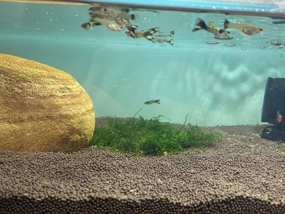 Аквариум 27 литров готовый