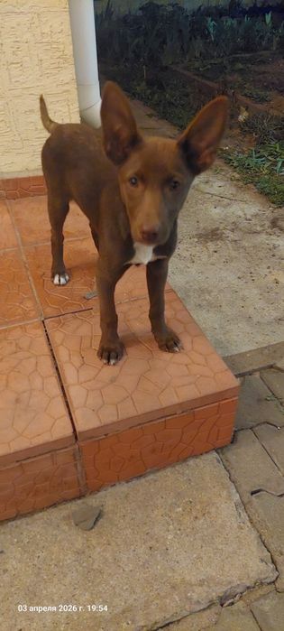 Щенок девочка в поиске дома