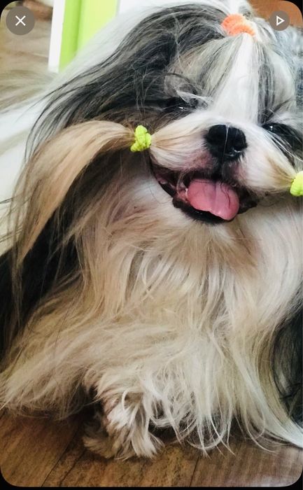 Ши-тцу кобель для вязки