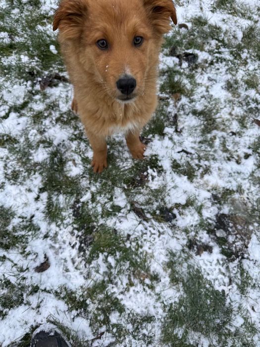 Donez pui de cățel