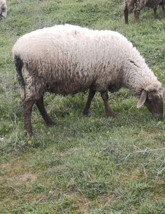 Продавам 3 овце и 2 големи ягнета 0876711445