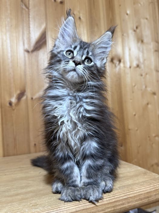 Роскошные котята мейнкуны