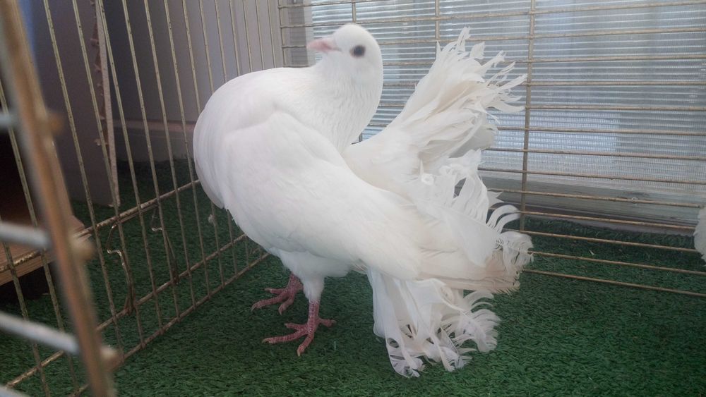 Porumbei de frumusete..curcani.rotari.satineti. .satineti.