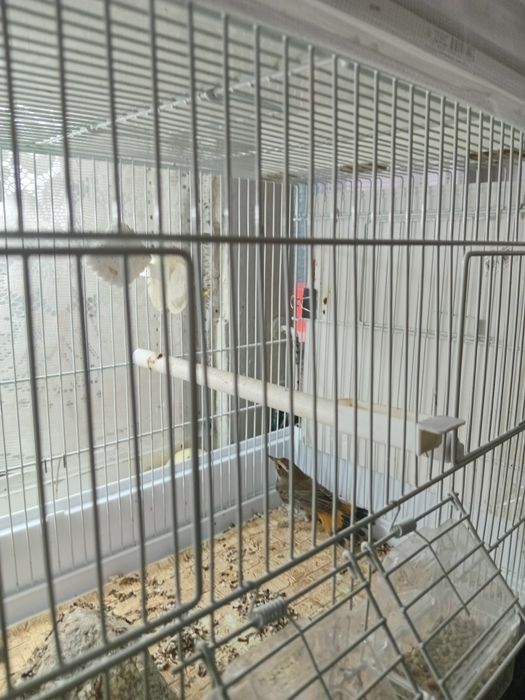 Птица ВАРАКУШКА, варакушка.