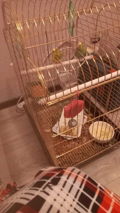 попугай 2шт сатылады