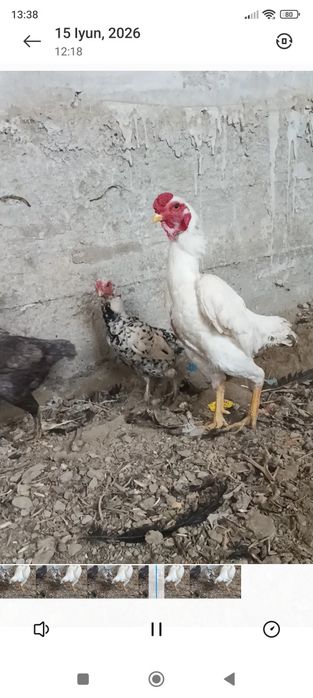 Ко Шамо тухумлари сотилади.