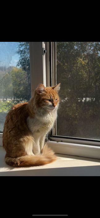Кошечка ищет дом