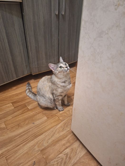 Полупородистая кошечка Симочка Стерелизована