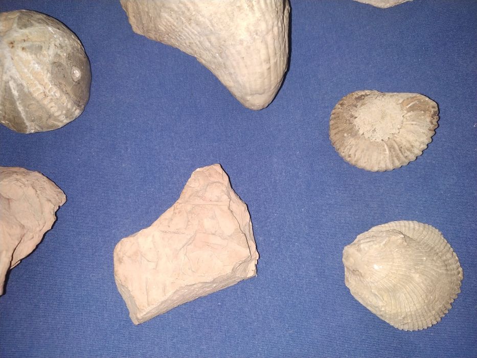 Окаменелости растений, моллюсков. Минералы.