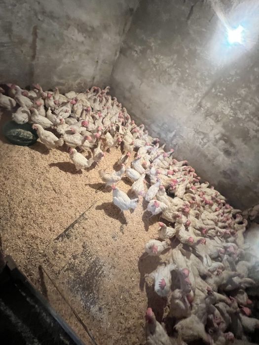 Продам поросят курей