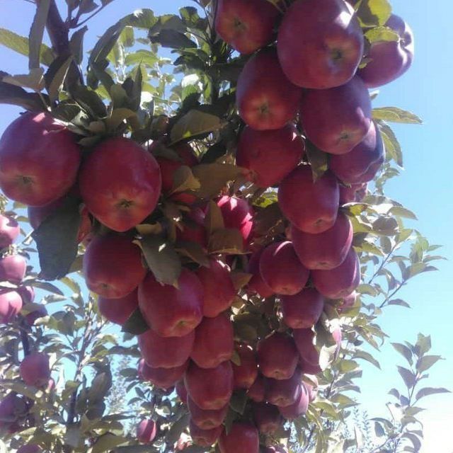 ОЛМА Кучатларини 14 хил сорти бор сортига падвойига кафолат берамиз