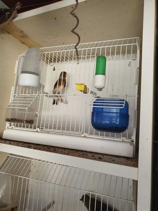 Canari de vanzare si colivii