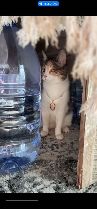 Ищем дом для особенной кошечки. Стерилизована