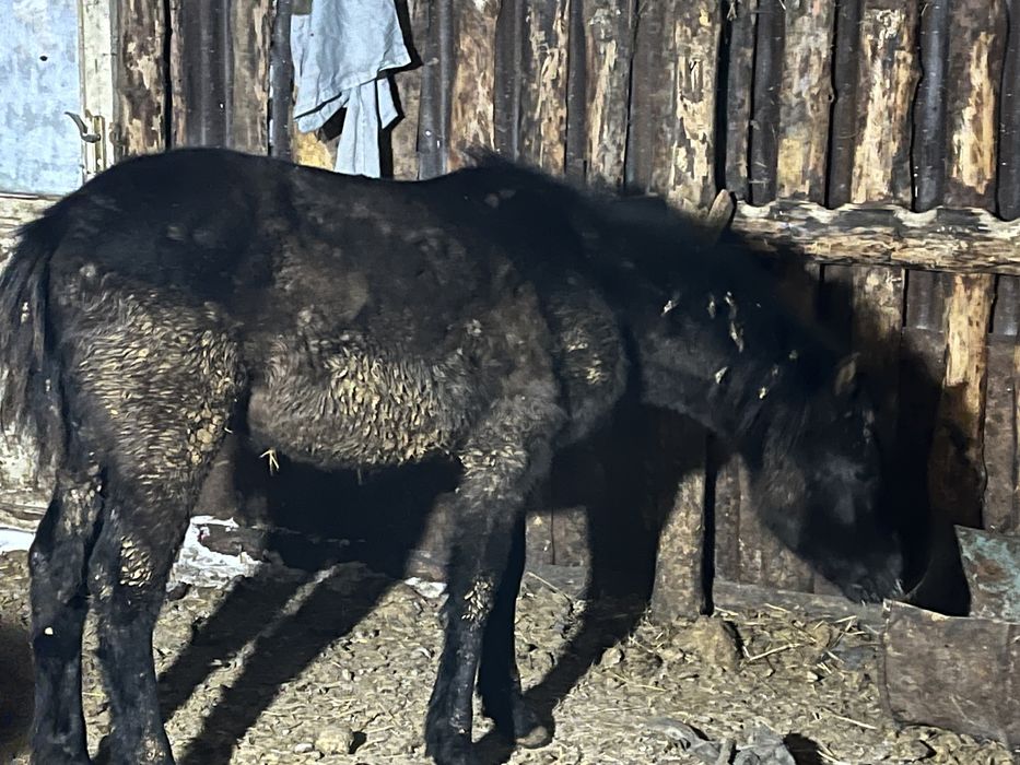 Продам жеребенка