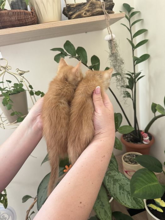 Котята 2 месяца.