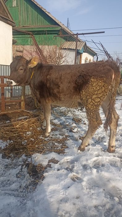 Продам Алатаускую телочку