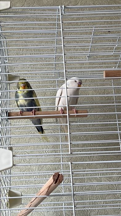 Продам два попугая с клетками