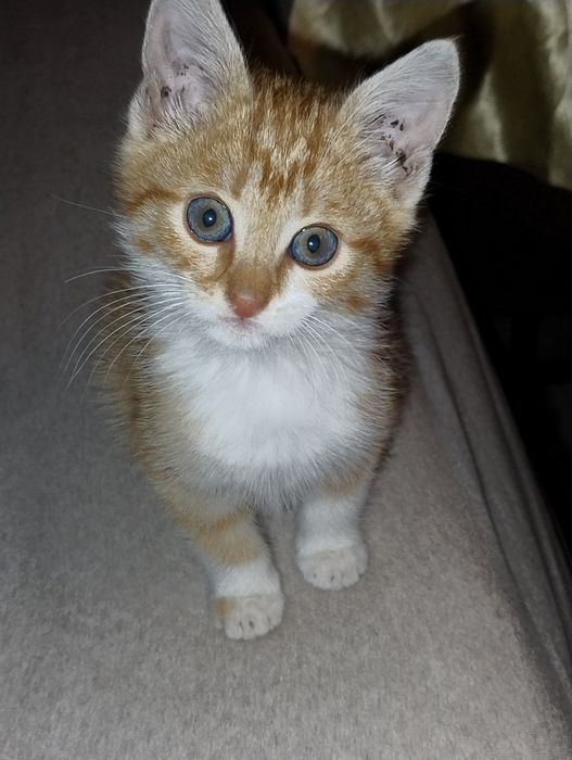Подарявам мъжко котенце