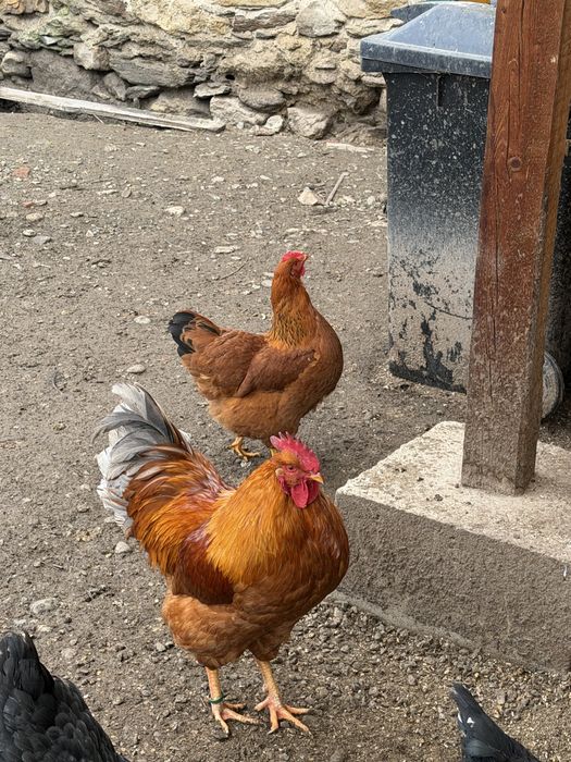 New Hampshire familie 1+5