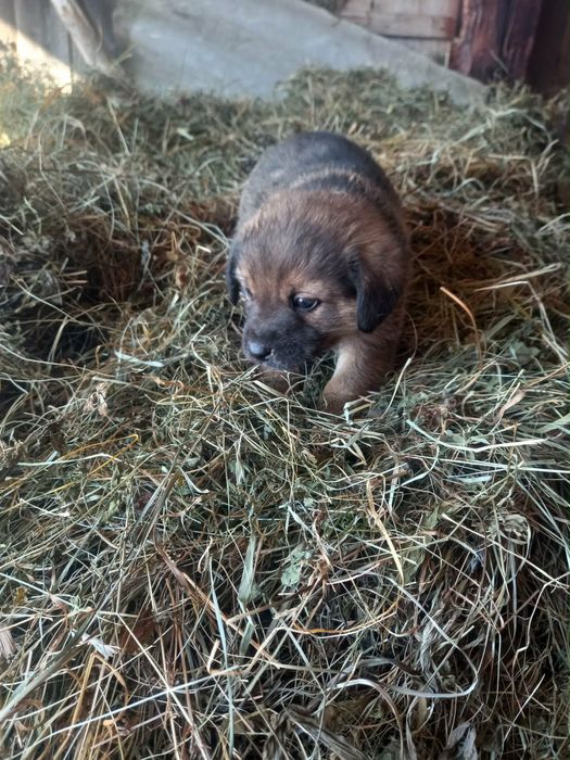 Donez caței foarte frumosi