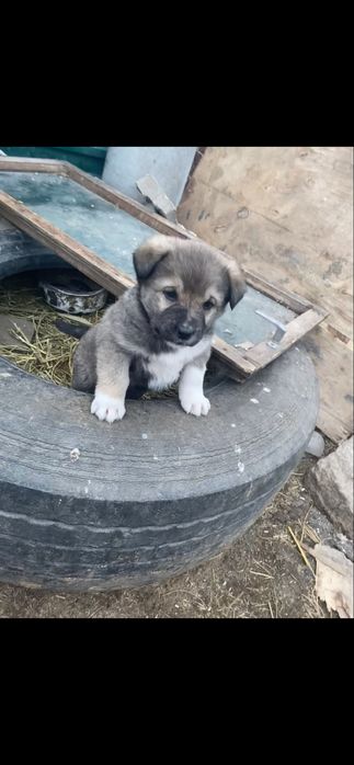 Продам щенка төбет алабай крупный девочка