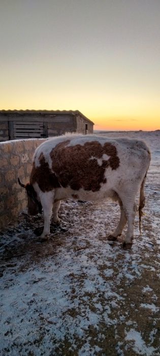 Сиыр сатылады 4 туады буйырса