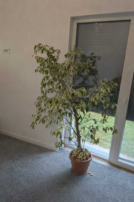 Ficus benjamina 1.5m