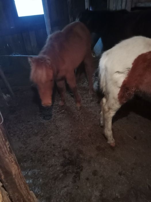 Продам жеребят еркек ала