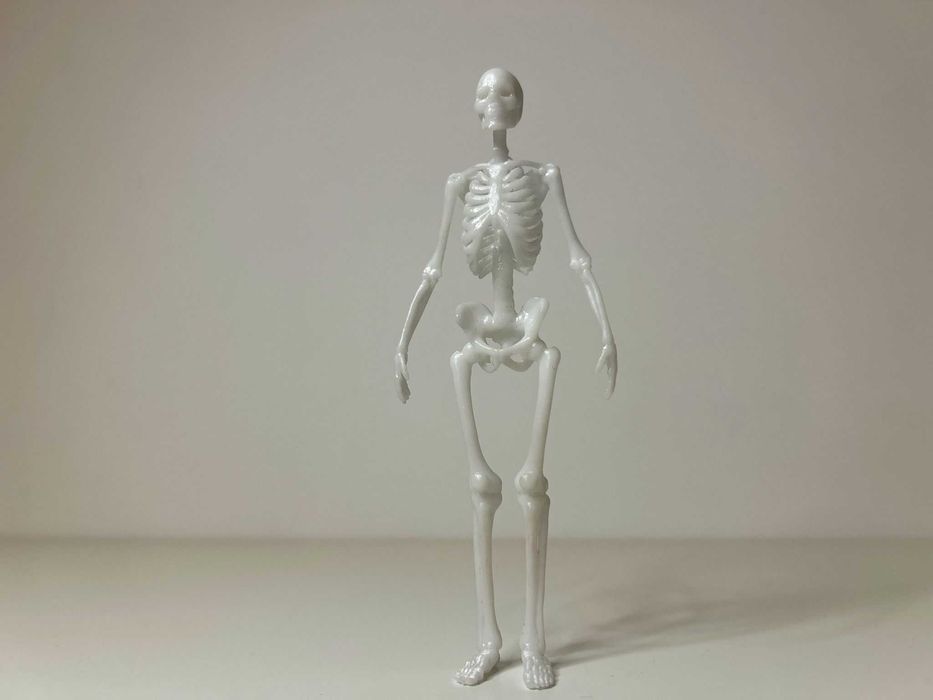 Schelet anatomic 3D
