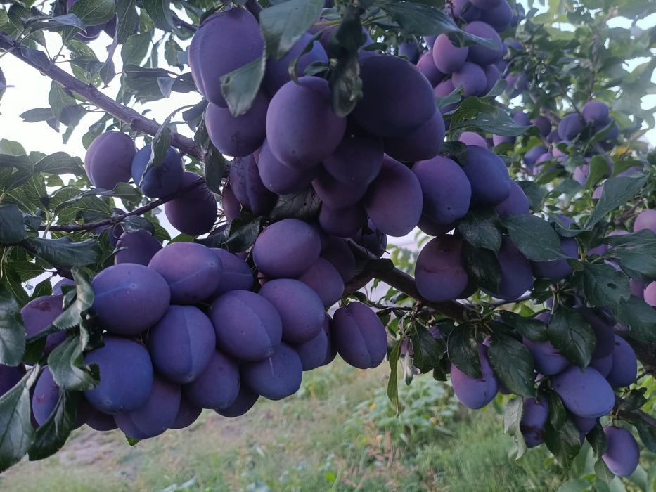Prune de consum.