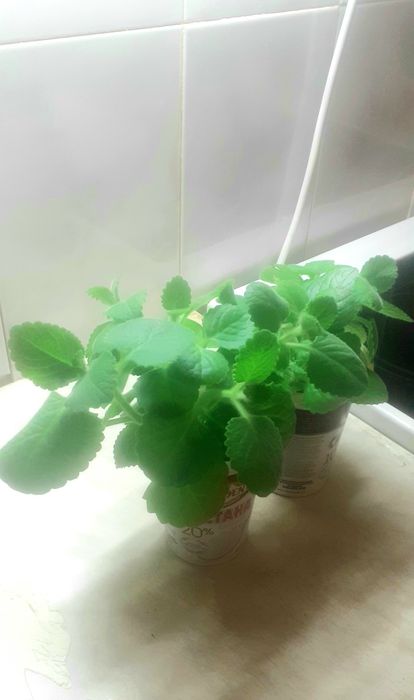 Комнатные растенмя