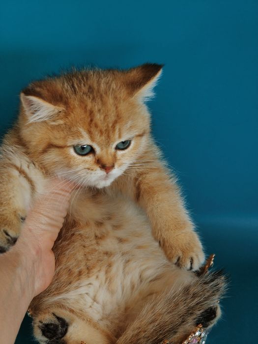 Золотые Шиншиллы Алматы