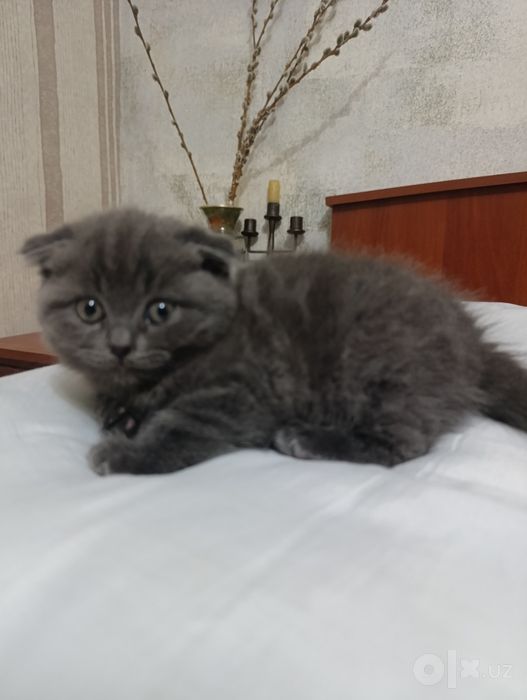 Продаются чистокровные породистые котята