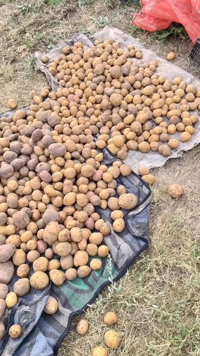 Продам картофель,прошлогодний урожай