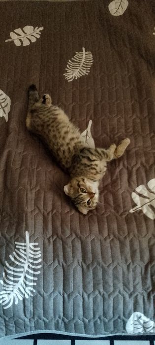 Котёнок вислоухая
