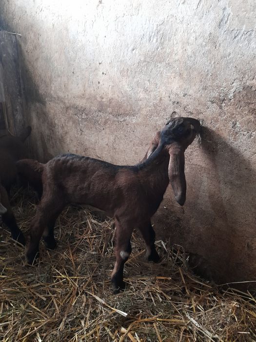 Vând 2 țapi Anglo nubieni