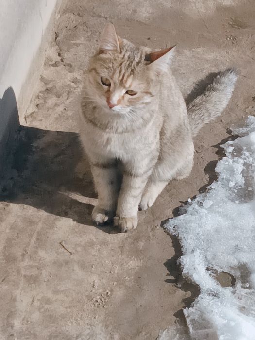 Mehribon yaxshi insonlaga Mushuk hadya qilamiza