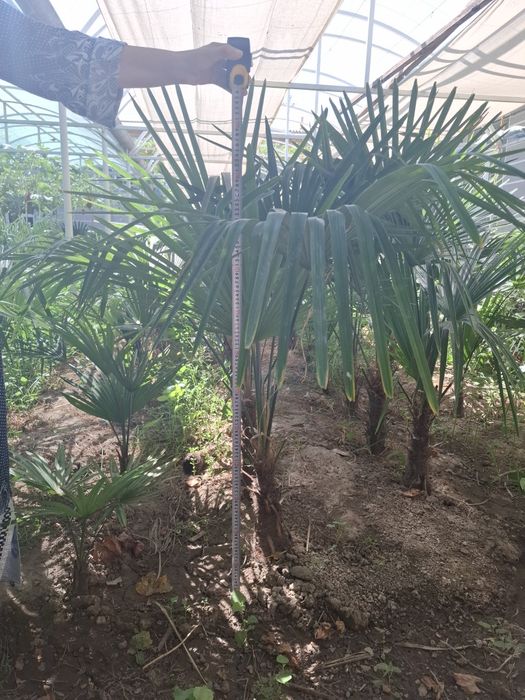 Трйохкорпус   палма кўчатлари 50 минг сўмдан 120 минг сўмгача