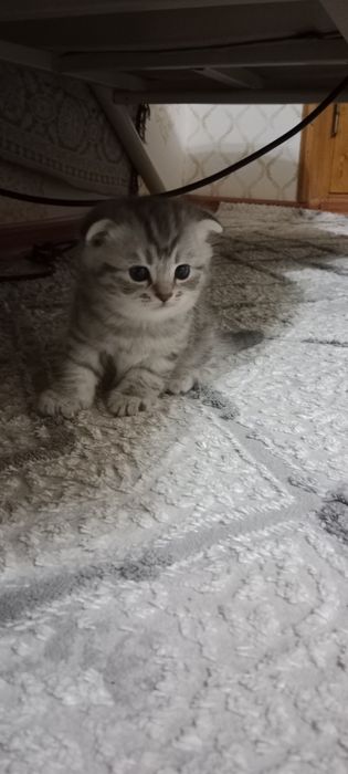 Котята шотландцы